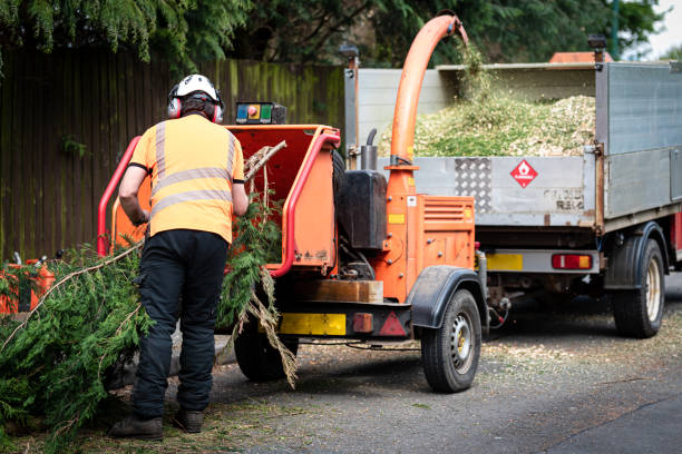 Tree Service Company in Star City, WV